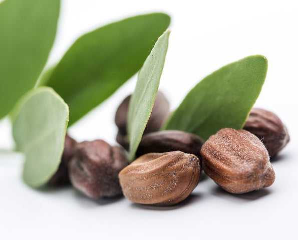 A Brief History of Jojoba