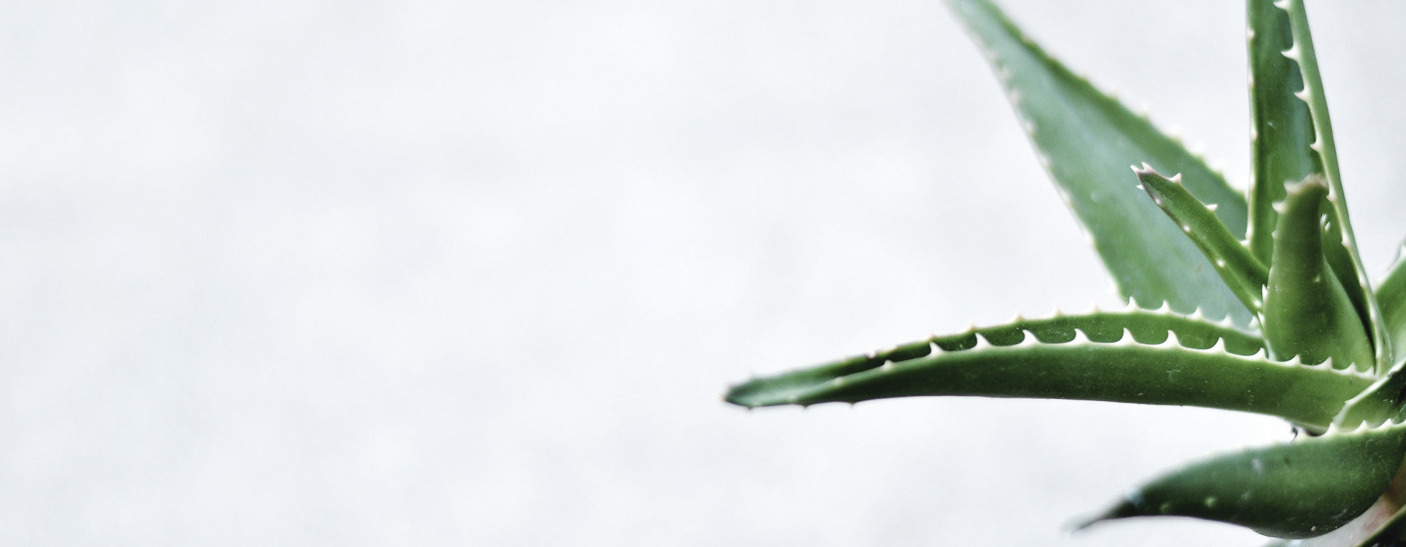 Feed Your Skin with the Australian botancials found in Serendipity Skincare's Australian-made formulas. Avocado oil, macadamia nut oil, jojoba oil, mandarin essential oil and bergamot essential oil benefit the skin and hair.